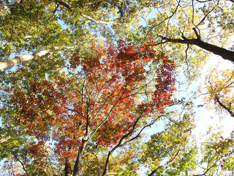 20181115hike (281)